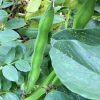 Boad Beans