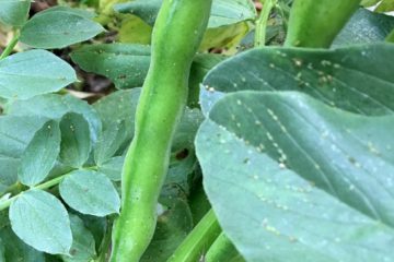 Boad Beans