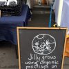 Jilly Grows blueberries
