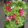 Recipe for Radish top soup