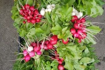 Recipe for Radish top soup