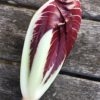 Fat Carrot Farm Radicchio