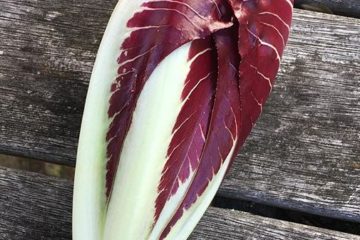 Fat Carrot Farm Radicchio