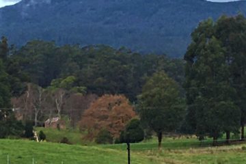 Felds Farm towards Mt Arthur