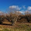 Tasmanian Truffles trees