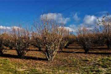 Tasmanian Truffles trees