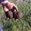 Tasmanian-truffles-freshly-dug