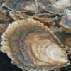 Oyster Province