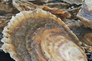 Oyster Province
